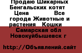 Продаю Шикарных Бенгальских котят › Цена ­ 17 000 - Все города Животные и растения » Кошки   . Самарская обл.,Новокуйбышевск г.